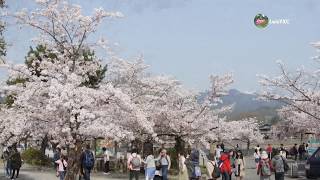 嵐山渡月橋 – 京都櫻花祭 Arashijama Togetsu Bridge,Kyoto