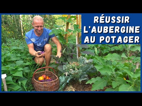 , title : 'RÉUSSIR L'AUBERGINE AU POTAGER (ou pas !)'