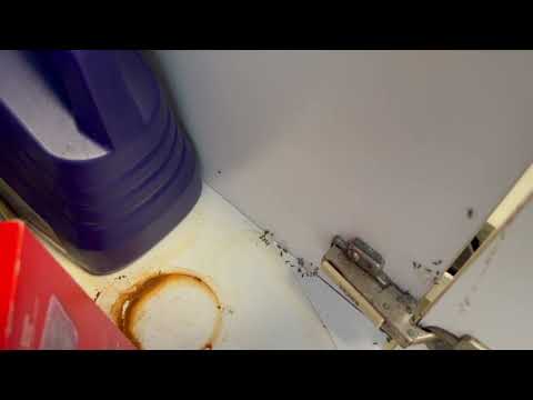 Leaky Pipe Under the Sink Leads to Ant Infestation in Peapack, NJ