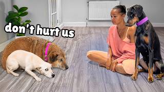 These Terrified Rescues Needed Help.. My Wife & Golden Retriever Stepped Up