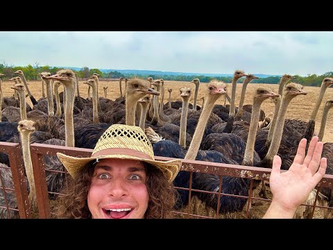 Comprei uma fazenda de avestruzes (para alimentar Big Ounce)