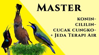Download lagu MASTER Konin, Cililin, CucakCungko   Jeda Terapi Air mp3