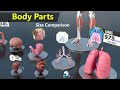 Human Body Organs Size Comparison | Human anatomy