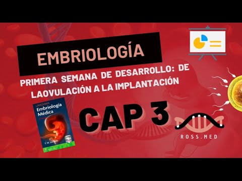 CHAPTER 3 - FIRST WEEK OF DEVELOPMENT: FROM OVULATION TO IMPLANTATION - SUMMARY - PODCAST - LAGMAN