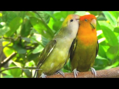 Peach-Faced Lovebirds Chirping and Call Sounds - Orange-Head Green Opaline & Orange-Faced Dark Green