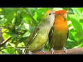 Peach Faced Lovebirds Chirping And Call Sounds Orange Head Green Opaline Orange Faced Dark Green