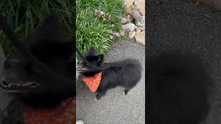 Video preview image #1 Pomeranian Puppy For Sale in Benton, LA, USA
