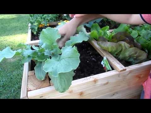 Tuinieren | Radijzen oogsten