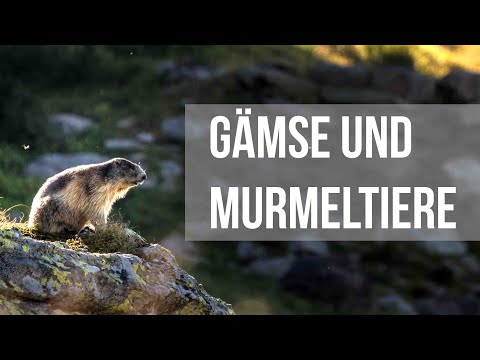 Murmeltiere und Gämse auf der Koralpe!