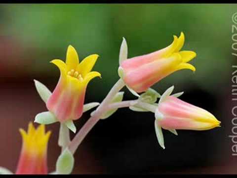 Egyptian music (very beautiful) season of flowers اوان الورد