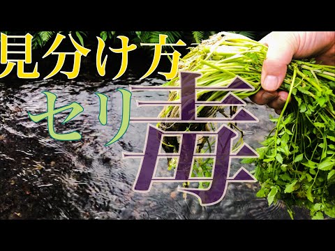 SOS Louvette: サラダを食べる白い虫を駆除するにはどうすればよいですか?  庭園