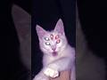 Skinwalkers Disguised As Animals Facts Scary Factvideo Dog Cat