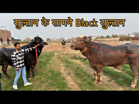 Black Sultan in front of Sultan || @Bull.Rider-Vlogs
