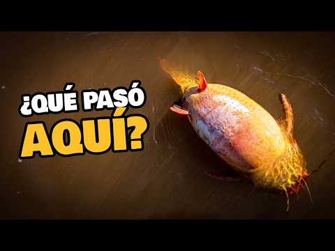 ¿Qué FLOTABA en el Paraná? IMPOTENCIA 😡