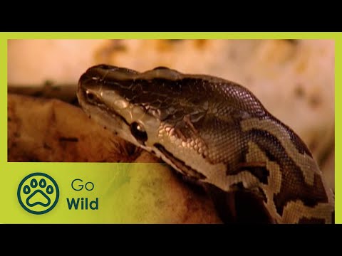 From Hunter to Hunted (Snake) - Insects & Reptiles S1E02 - Go Wild