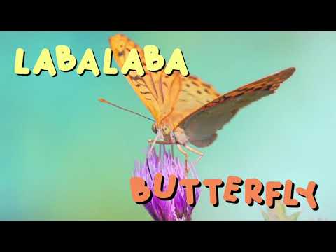 NAMES OF ANIMALS IN YORUBA (TRAP) - SOKIDZTV