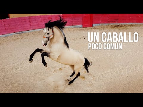 🐎 Un CABALLO poco COMÚN Todo sobre los Caballos del 🤠 Rejoneador Sergio Vegas Cid 2021