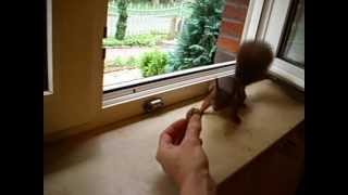 preview picture of video 'Wildlebendes Eichhörnchen frisst aus der Hand!'