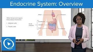 Endocrine System: Overview – Physiology | Lecturio Nursing