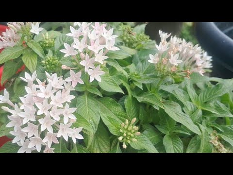 Good morning. Some flowers and plants🏜🌸.Pranita's garden