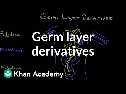 image-Is dermis a mesoderm?