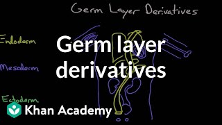 Germ layer derivatives