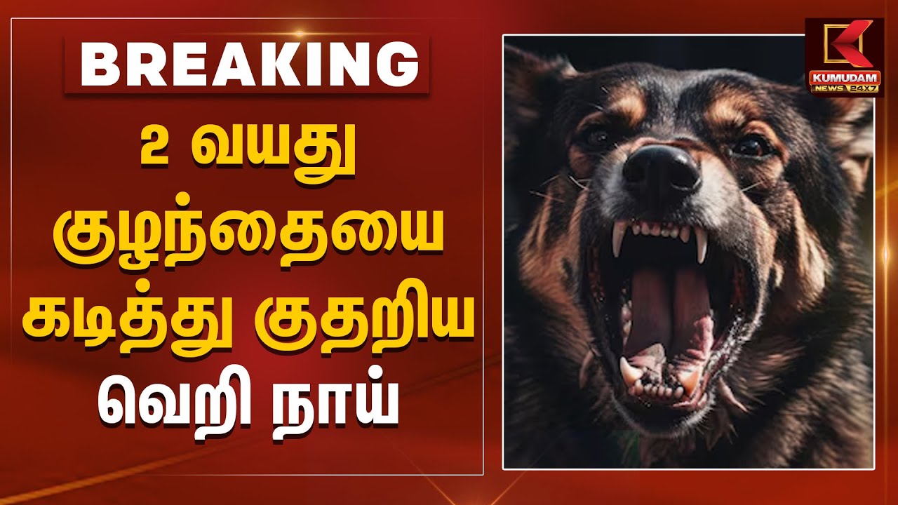 2 வயது குழந்தையை கடித்த வெறிநாய்- மருத்துவமனையில் தீவிர சிகிச்சை