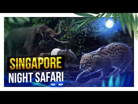 Best things to do in Singapore: Night Safari