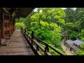 Rainy Walk Through Lush Forest And Secluded Mountain Temple Japan 4K Nature Ambience ASMR