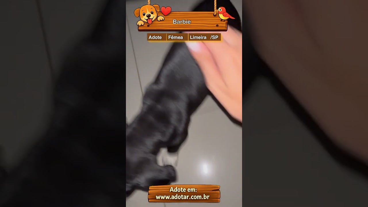 Cachorro raça SRD-ViraLata idade 2 a 6 meses nome Barbie