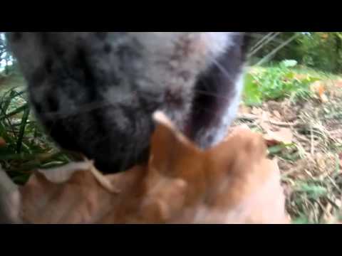 Sancho 7 SNIFF (dog POV)