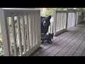 OMG BEAR SIMONE BROUGHT HER FIRST CUBS