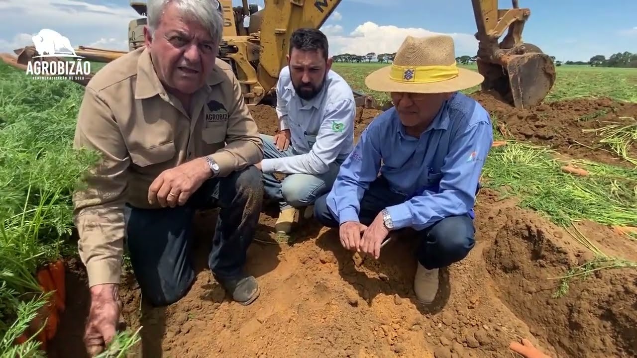 Remineralizador de solo no cultivo da cenoura