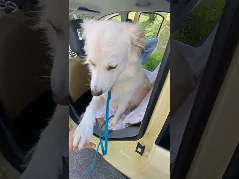 Autotraining erste Schritte/#Hundetraining#Verhaltenstraining#