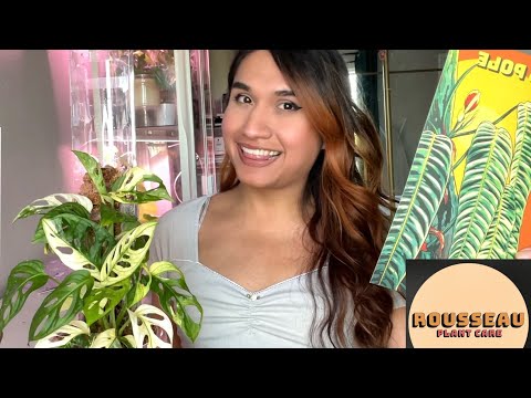 Rousseau Moss Pole Installation! Does it really work? Repotting my Varigated Monstera Adansonii!