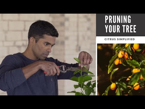 Pruning: The Secret to Beautiful Lemon, Lime, and Orange Trees in Containers