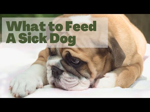 How To Treat Vomiting and Diarrhea in Dogs