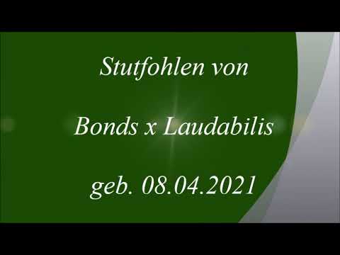 Stutfohlen Bonds   Laudabilis