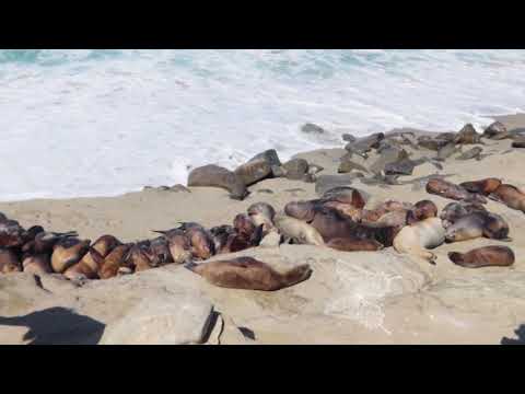 #bbcpup's underwater lessons - Animal Super Parents: NAMIBIARescuers!NAMIBIARescuers!128099ieJu, 33A