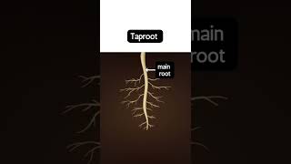 Types of roots, taproot and fibrous root #education #biology #science #study #facts #students