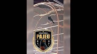 cruza Massai 515 x Pantanal 232
