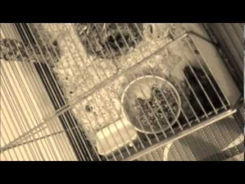 ARB 2013 Qualifikation - Herr Ruin