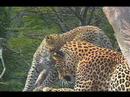 Big Cat Diaries Leopards