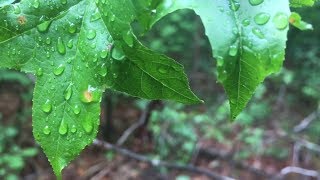 AP Environmental Science Forest Documentary