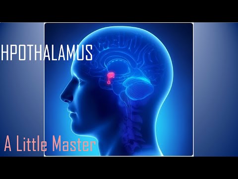 Hypothalamus - Structure & Connections - Neuroanatomy
