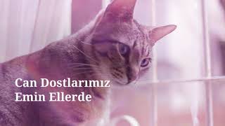 Eskişehir Batıkent Veteriner - Candostum Veterinerlik Hizmetleri