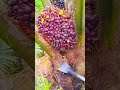 Panen Buah Sawit Unggul Super Mantap Shots Petanisawit Panensawitunggul