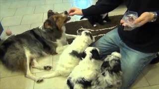 7 Weeks Old Aussie Doodle Training