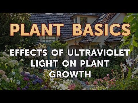 How to Dry an Overwatered Plant