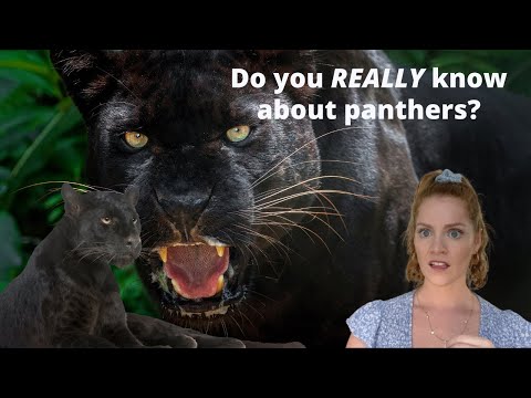 The Panther's Shadowy Secret | All About Panthers for Kids